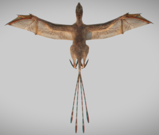 Top view of 3D reconstructed Ambopteryx longibrachium.